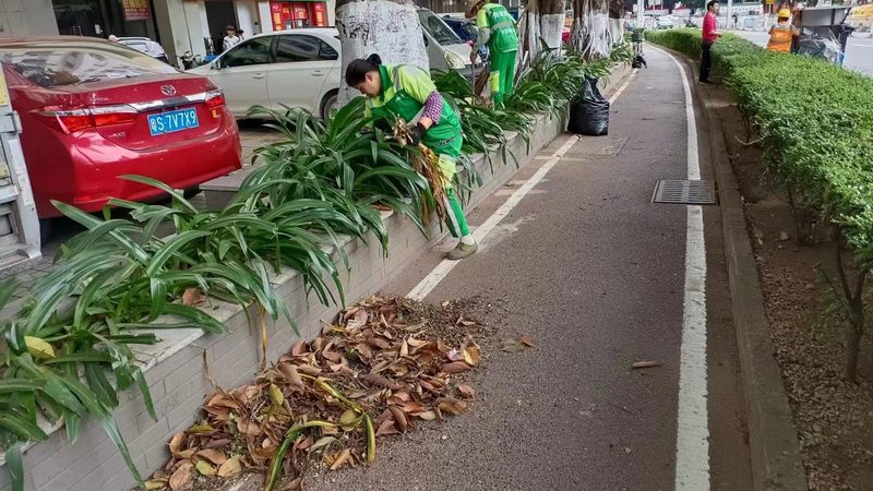 市政绿化植被成活率提升之道：关键技术与实践解析**