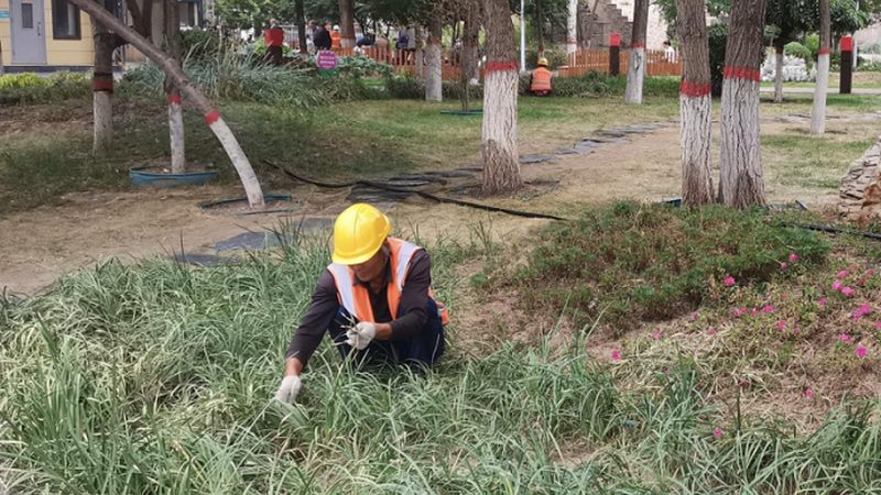 绿化苗木种植深度：国标解读与实际应用**