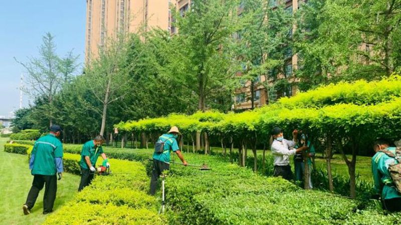 上海园林苗木批发价格：揭秘影响价格的关键因素**